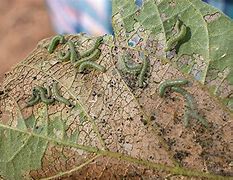 Image result for "beet-armyworm"