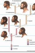 Image result for Hominidae Tree