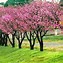 Image result for Prunus serrulata Yokihi