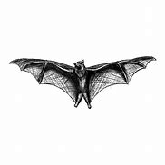 Image result for Transparent Bat Drawing