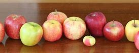 Image result for Different Apple Types Fruit