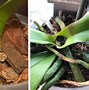 Image result for Orchid Stem Rot