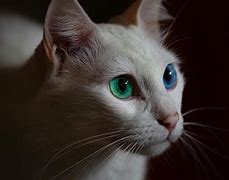 Image result for White Cat with Green and Blue Eyes Cute