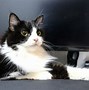 Image result for Black and White Spotted Persian Cat
