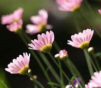 Image result for Cute Small Flowers