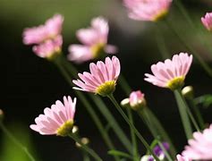 Image result for Cute Little Flowers