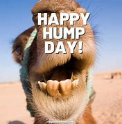Image result for Wednesday Hump Day Graphics