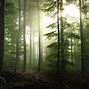 Image result for Forest Wallpaper 1080P