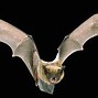 Image result for Bat Eyes in the Dark