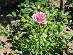 Image result for Dark Pink Rose Seeds