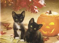 Image result for Halloween Kittens