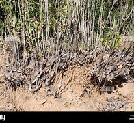 Image result for Giant Reed