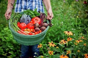 Image result for Picking Fruits and Vegetables