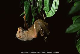 Image result for Mountain Tube-Nosed Fruit Bat
