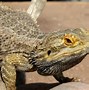 Image result for Red Headed Lizard