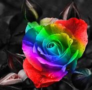 Image result for Rainbow Flower iPhone Wallpapers