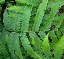 Bildergebnis für Dryopteris goldiana