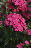 Image result for Dianthus myrtinervis