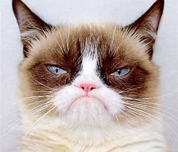 Image result for Grumpy Kitten