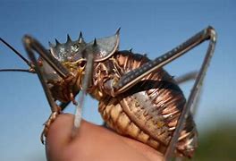 Image result for Armored Ground Cricket