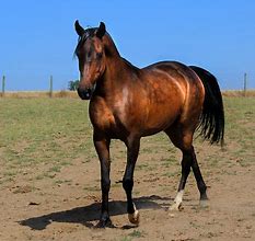 Image result for Sooty Bay Horse