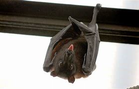 Image result for Bat Sleeping On Roof