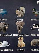 Image result for Weird Animal Names