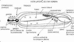 Image result for acantoc�falo