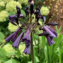 Image result for Agapanthus Black Magic