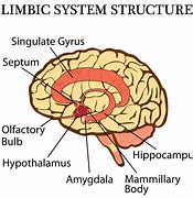 Image result for Side View Brain with Amygdala