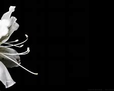 Image result for Pink White Black Wallpaper