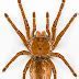 Image result for World Biggest Spider Ever