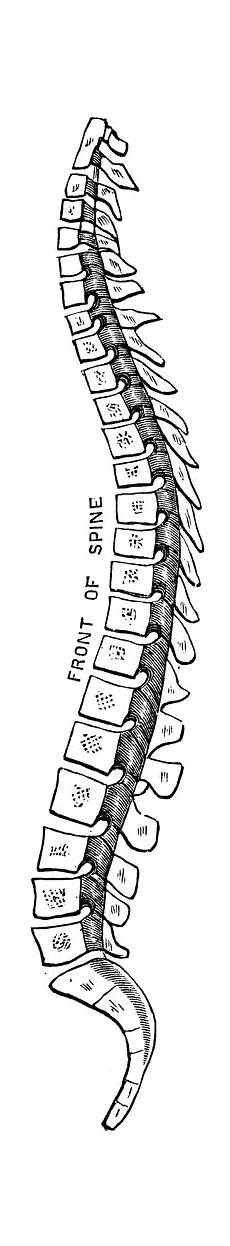 clipart images spine clipart etc clipart images spine clipart etc