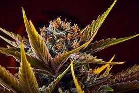 Image result for Fruity Pebbles Weed
