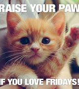 Image result for TGIF Kitties Funny