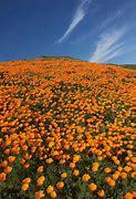 Image result for Desert Wildflowers Southern California