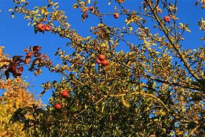 Image result for Fall Apples