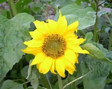 Image result for solpmillo