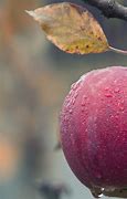 Image result for Phone with Apple Fruits