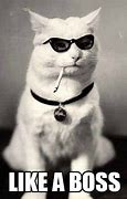 Image result for Boss Cat Menes