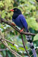 Image result for Taiwan Birds
