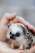 Image result for Adorable Baby Porcupine