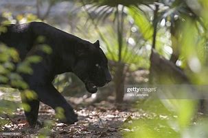 Image result for Panther Walking Side View