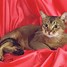 Image result for Abyssinian 