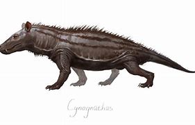 Image result for cynognathus