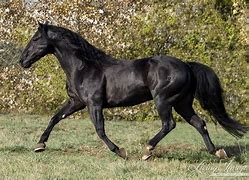 Image result for Black Quarter Horse Western