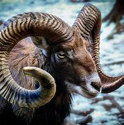 Image result for A Ram Animal