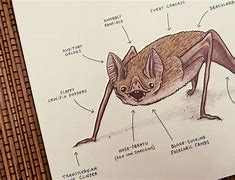 Image result for Vampire Bat Anatomy