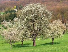 Image result for Prunus avium Bigarreau Noir