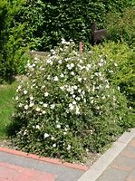 Image result for Potentilla fruticosa Abbotswood